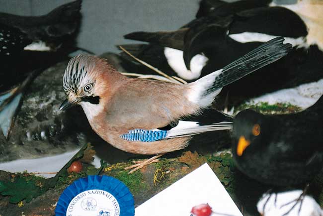 2004-ghiandaia